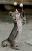 adinavoicu-the-cat-3544136_1920