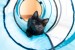 alefukugava-cat-6089697_1920