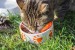 meineresterampe-cat-1136365_1920