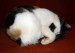 sarangib-cat-173637_1920